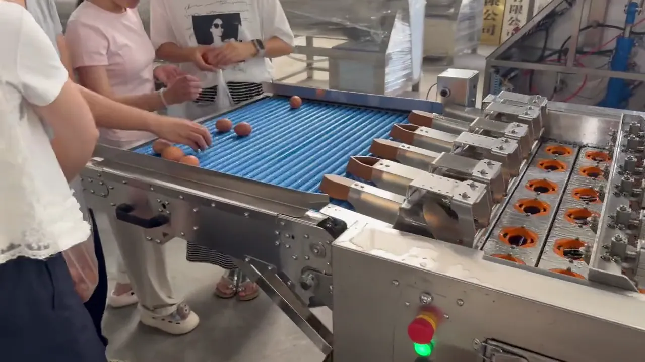 Cascadora de huevos de cadena – prueba en fábrica